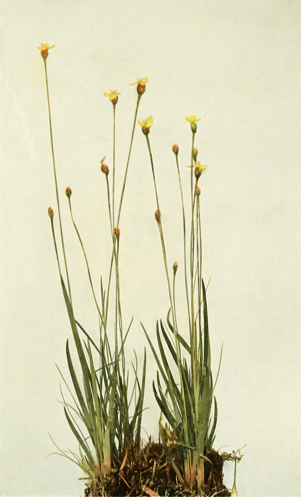 Florida Yellow-Eyed-Grass photo 7