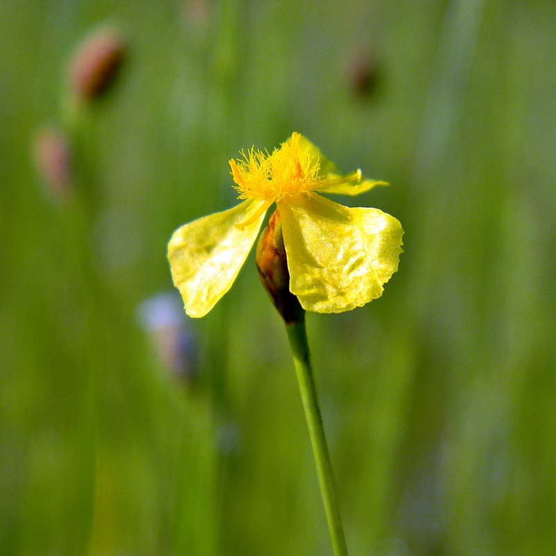 Florida Yellow-Eyed-Grass
