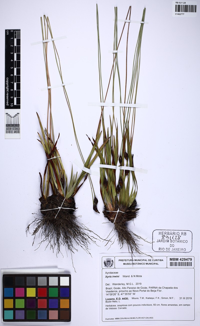 Xyris irwinii