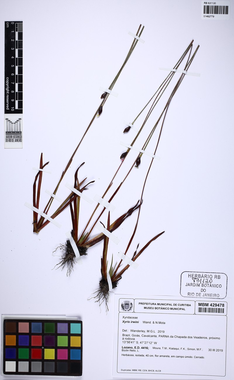 Xyris irwinii photo 2