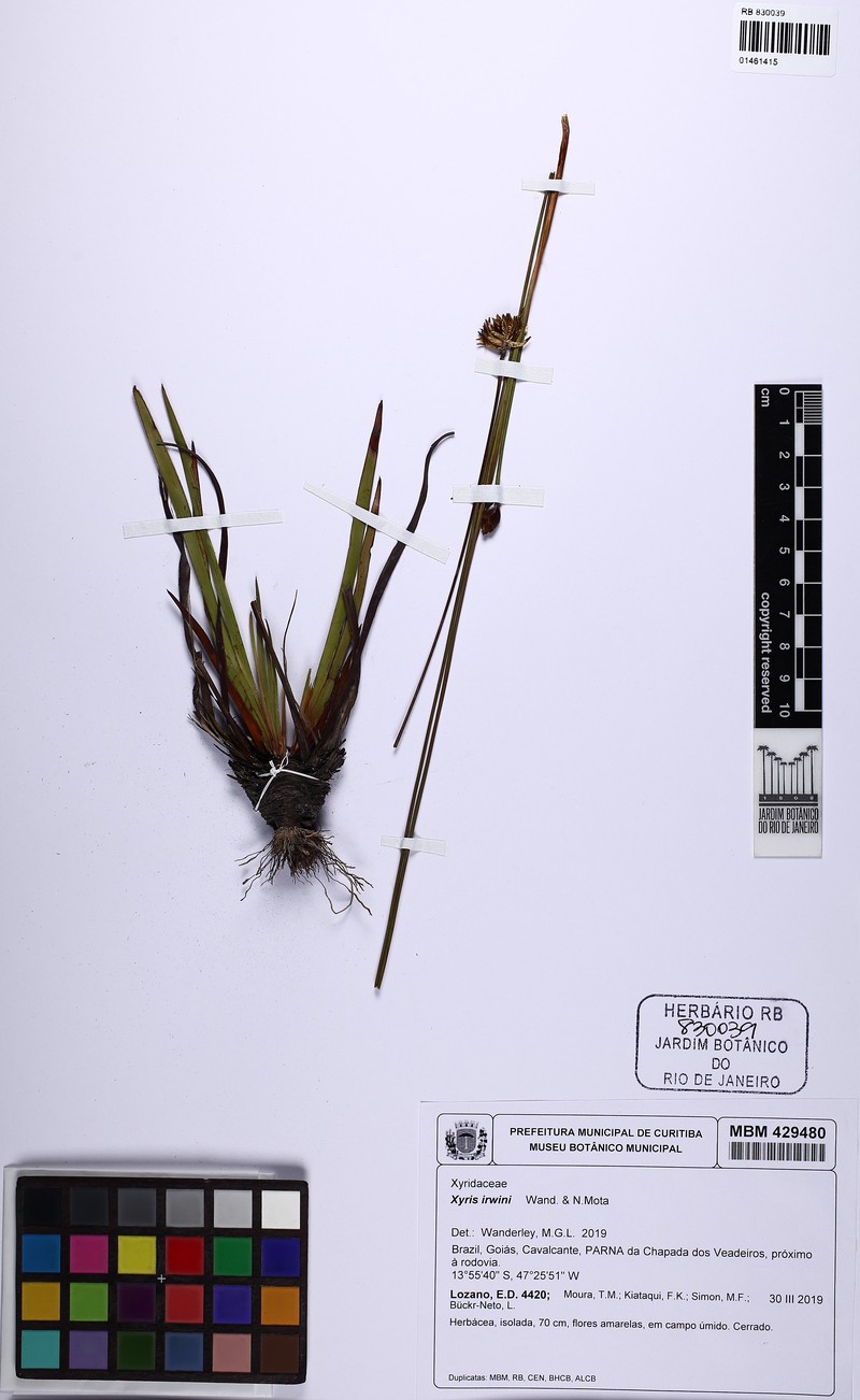 Xyris irwinii photo 3