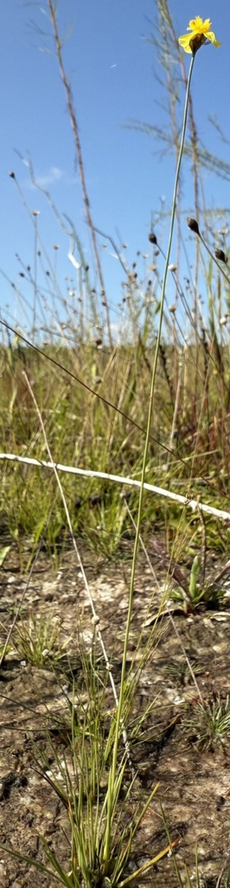 Quillwort Yelloweyed Grass photo 2