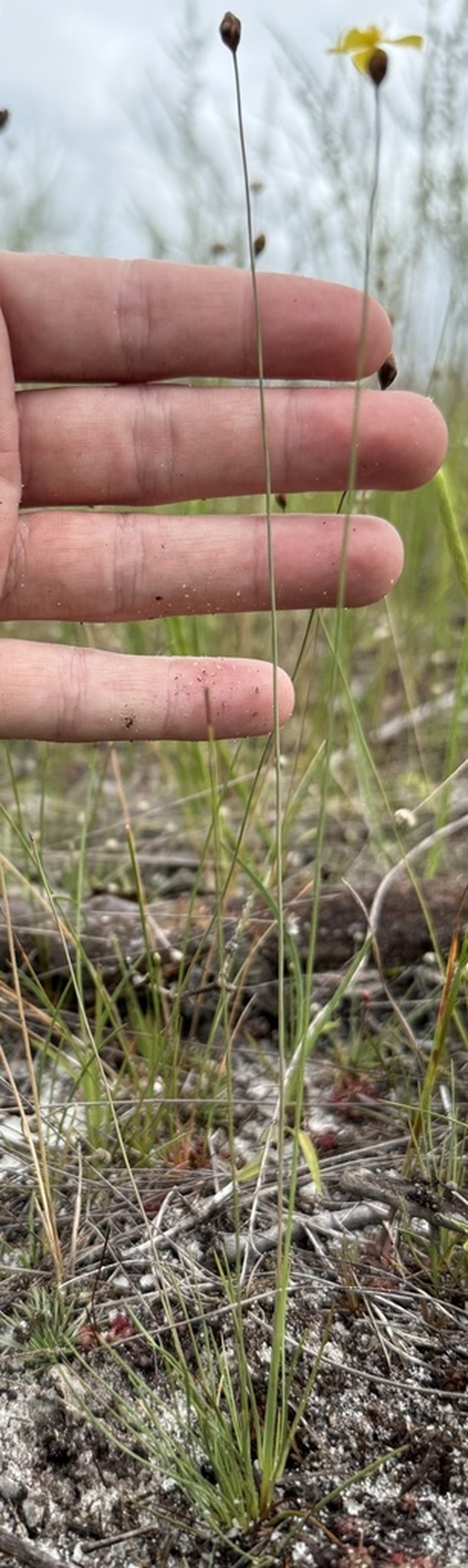 Quillwort Yelloweyed Grass photo 3