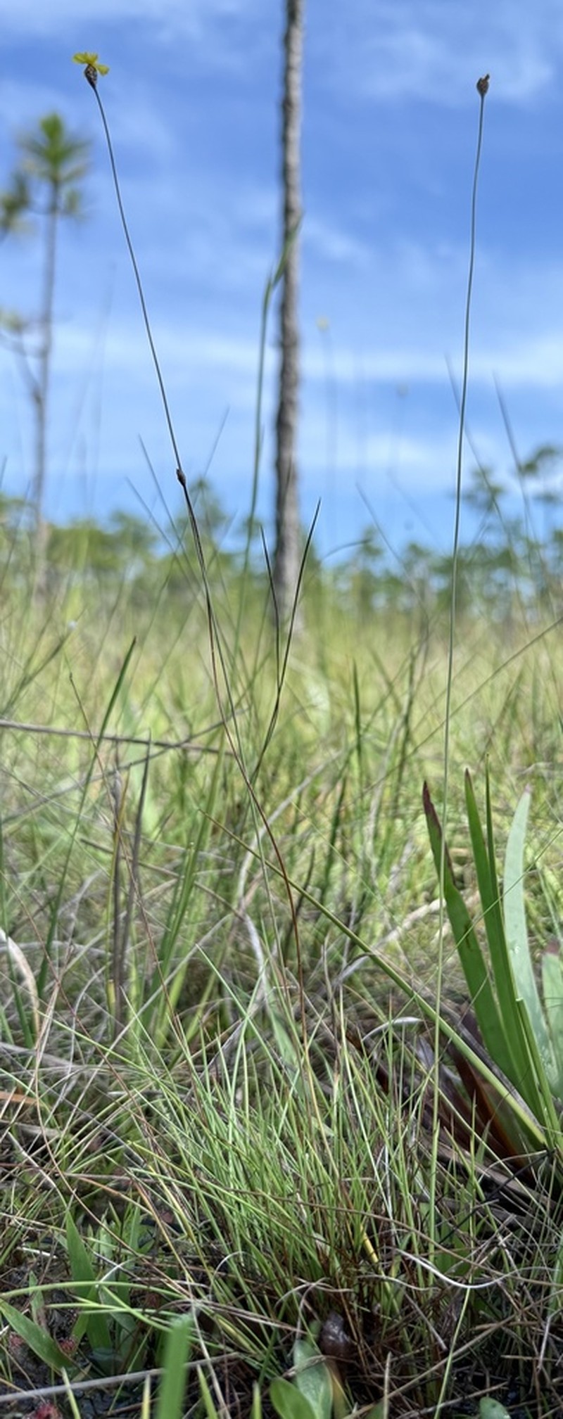 Quillwort Yelloweyed Grass photo 4