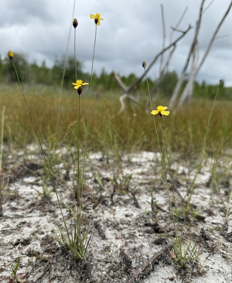 Quillwort Yelloweyed Grass photo 6