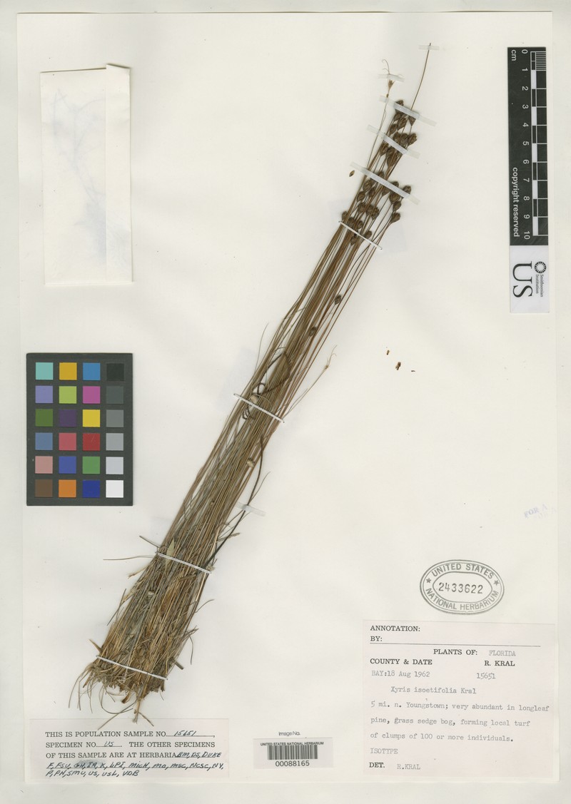 Quillwort Yelloweyed Grass