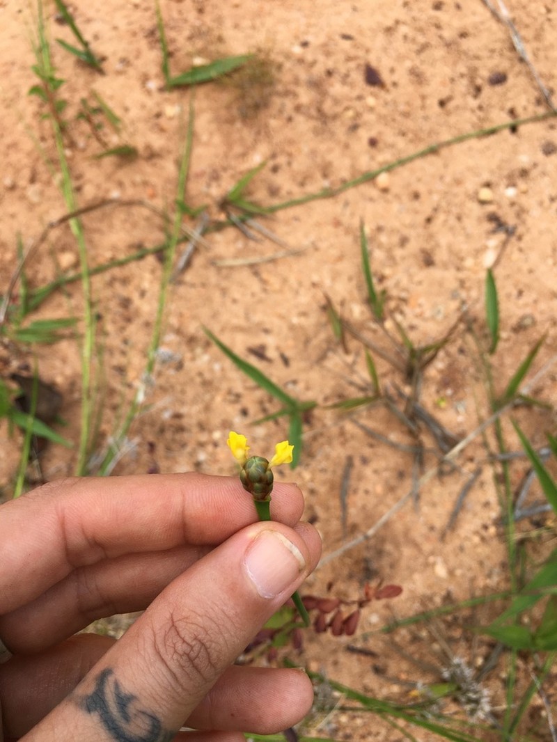 Richard's Yelloweyed Grass photo 2