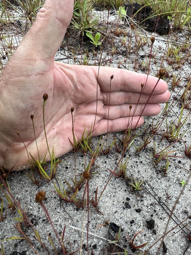Richard's Yelloweyed Grass photo 3