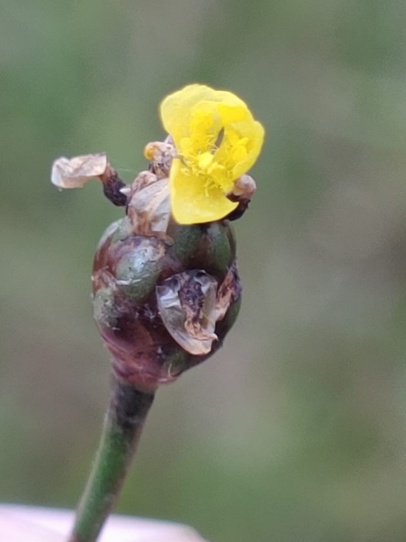 Richard's Yelloweyed Grass photo 4
