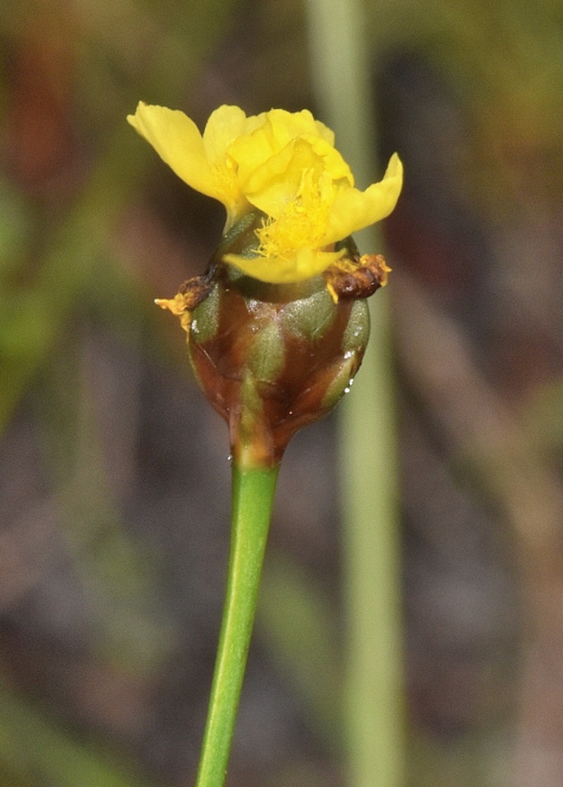 Richard's Yelloweyed Grass photo 5