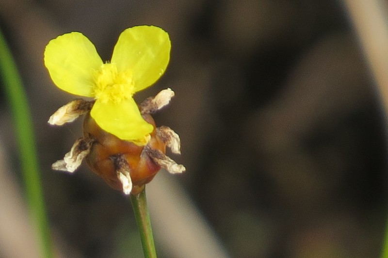 Richard's Yelloweyed Grass photo 6