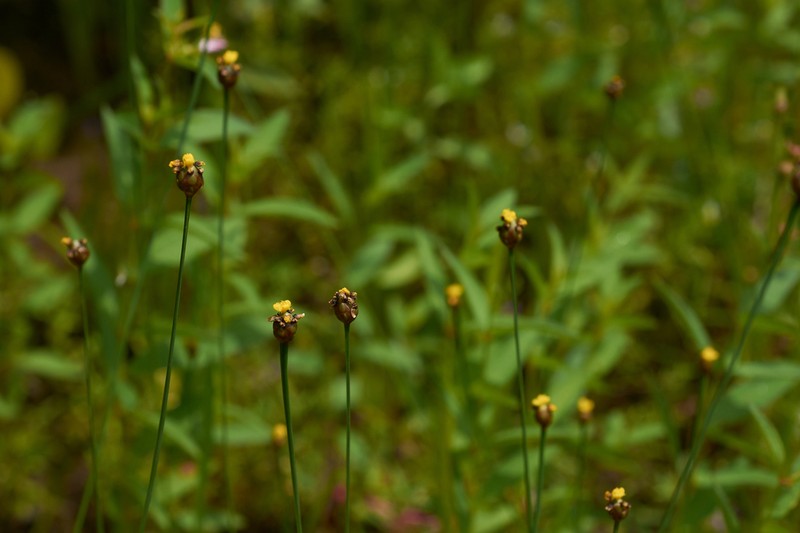 Richard's Yelloweyed Grass photo 7