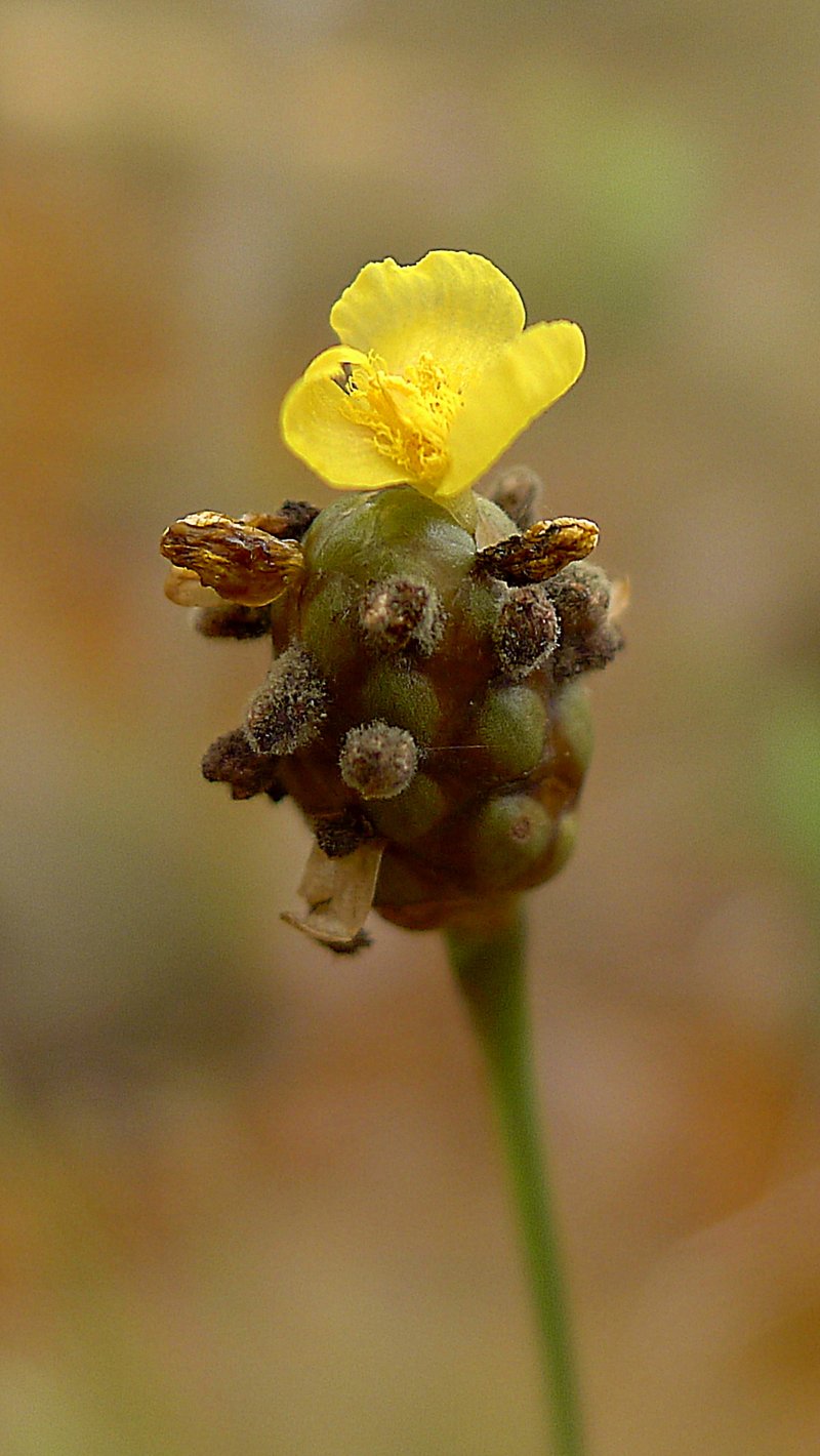 Richard's Yelloweyed Grass