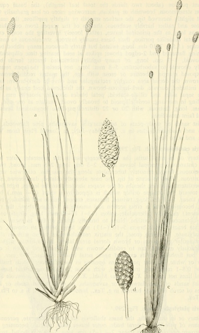Laxleaf Yelloweyed Grass photo 4