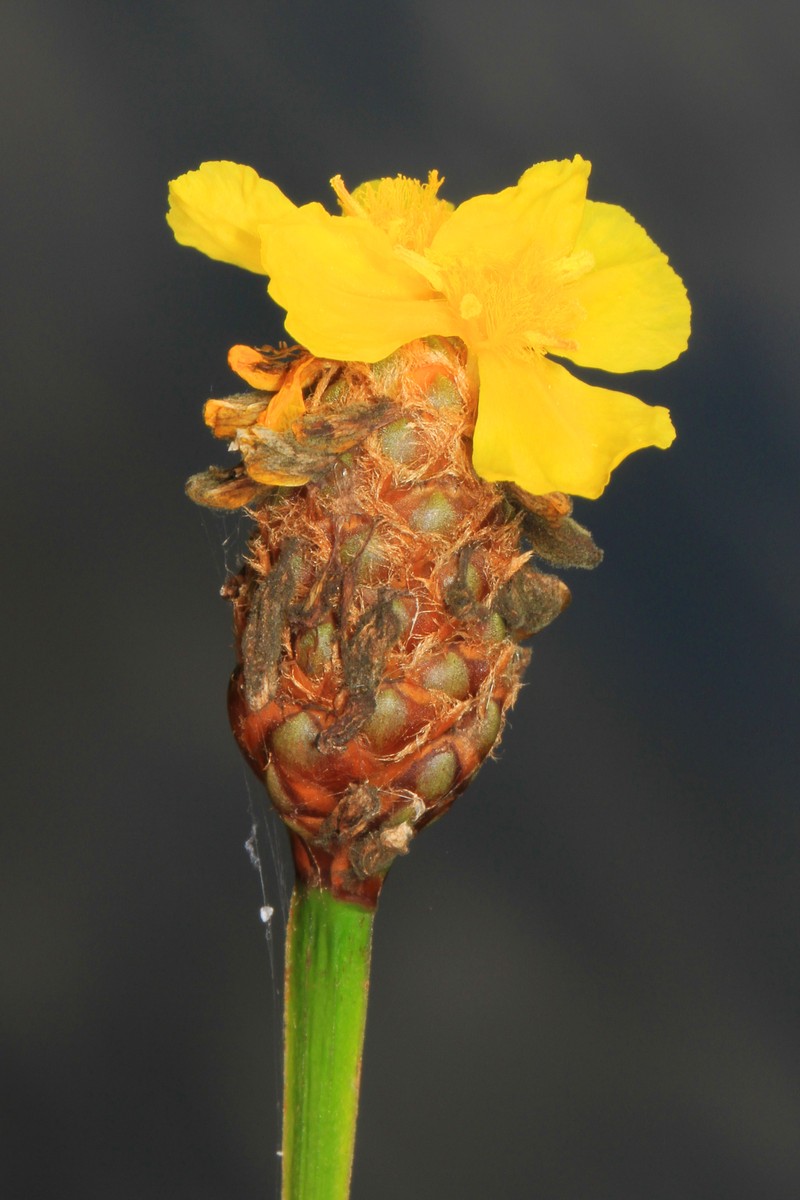 Laxleaf Yelloweyed Grass photo 2