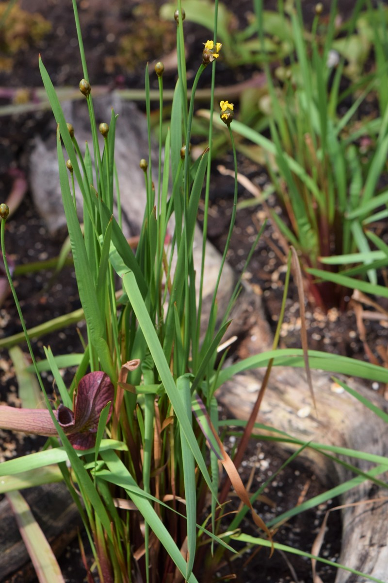 Laxleaf Yelloweyed Grass photo 3