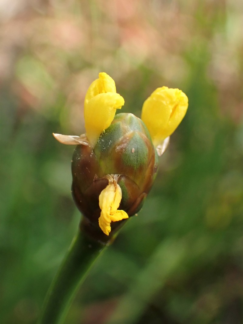 Laxleaf Yelloweyed Grass