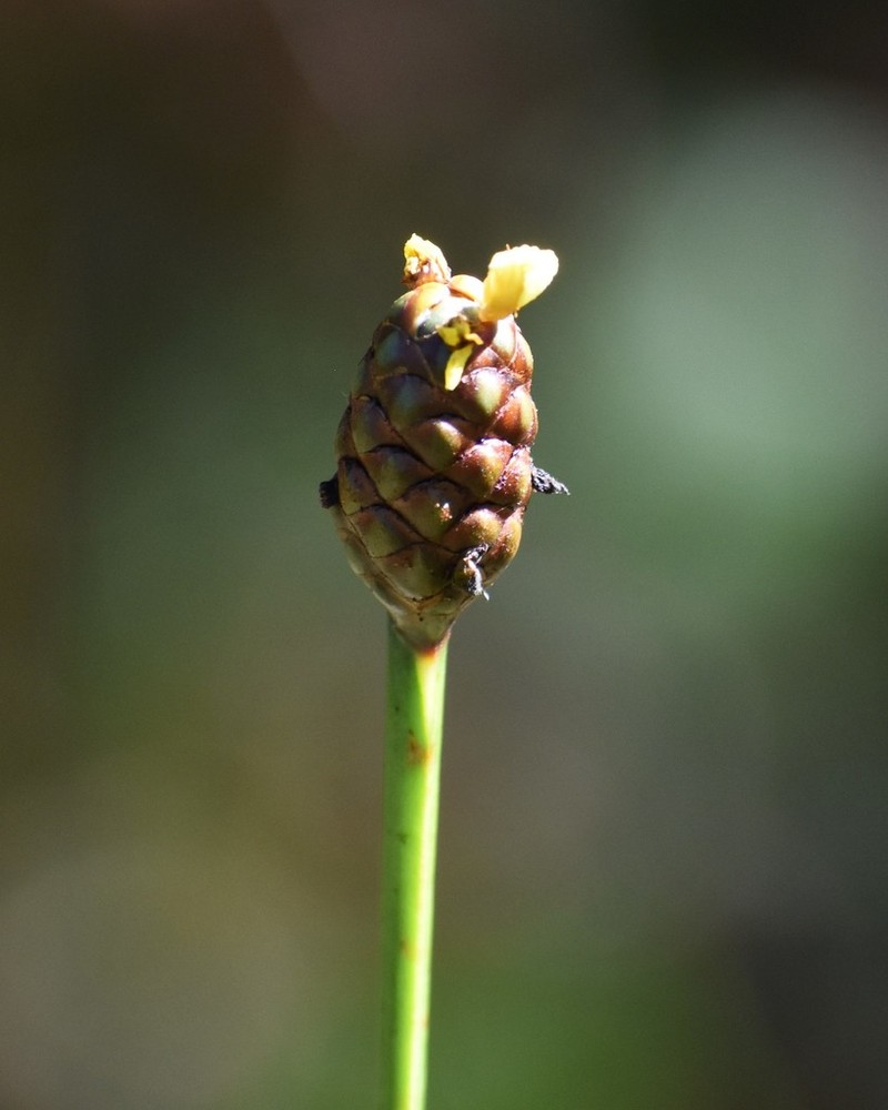 Laxleaf Yelloweyed Grass