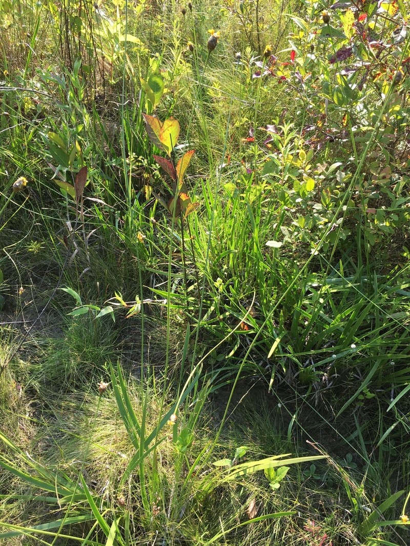 Laxleaf Yelloweyed Grass photo 2