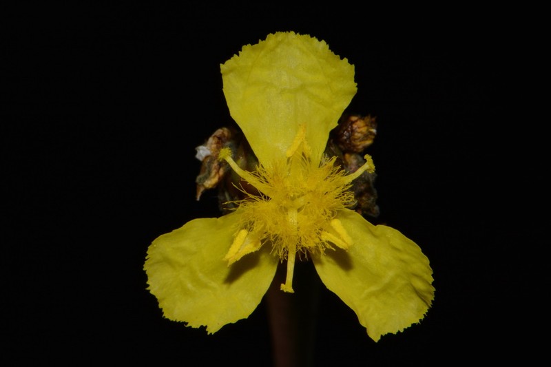 Laxleaf Yelloweyed Grass photo 3