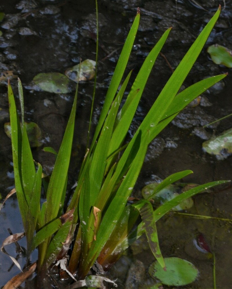 Laxleaf Yelloweyed Grass photo 4