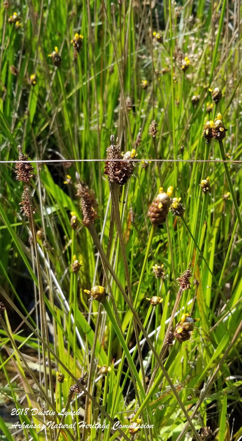 Laxleaf Yelloweyed Grass photo 5