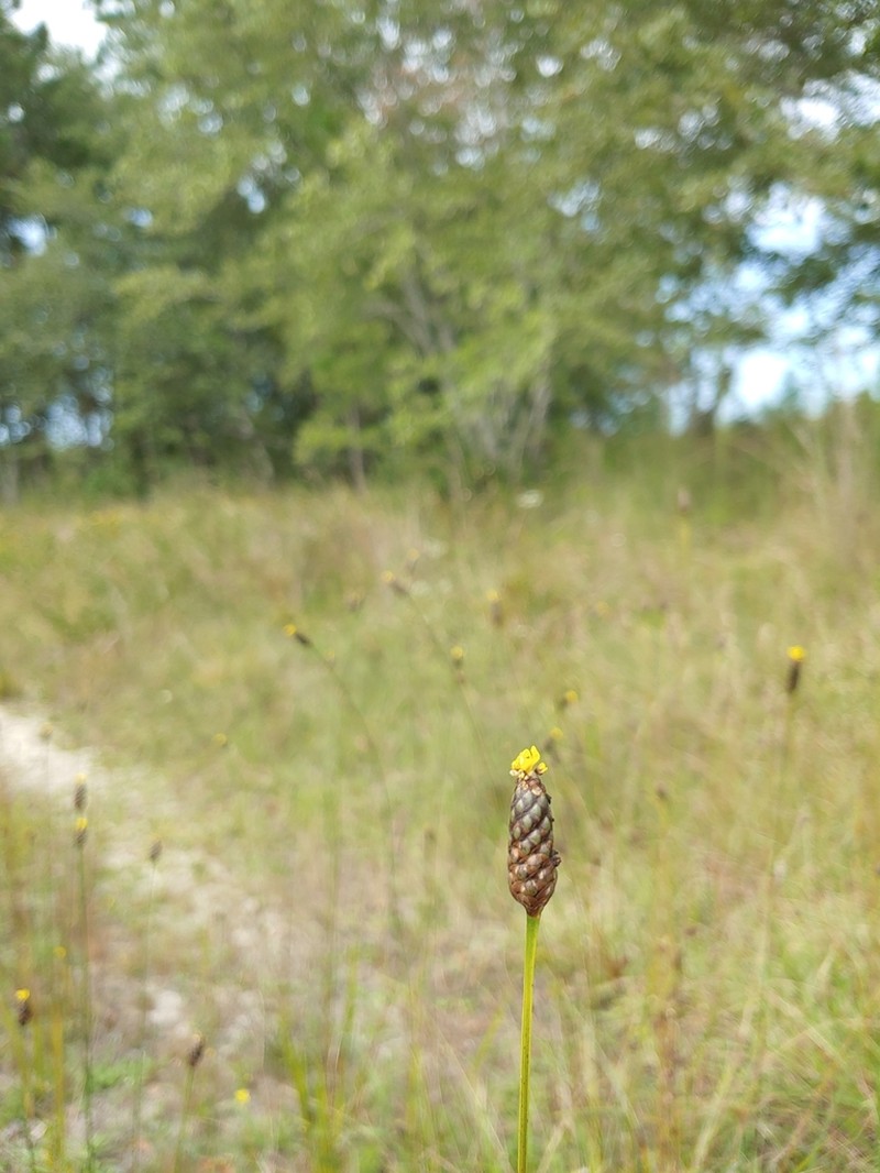 Laxleaf Yelloweyed Grass photo 7