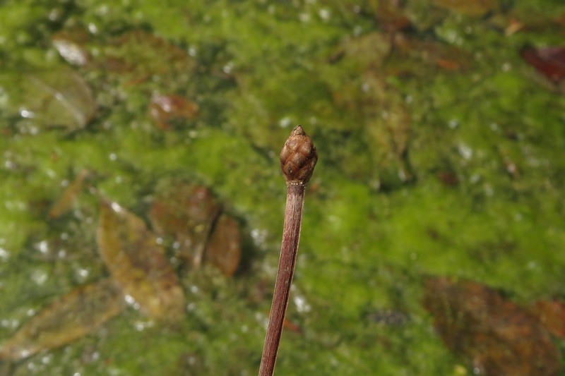 Xyris laxifolia var. iridifolia