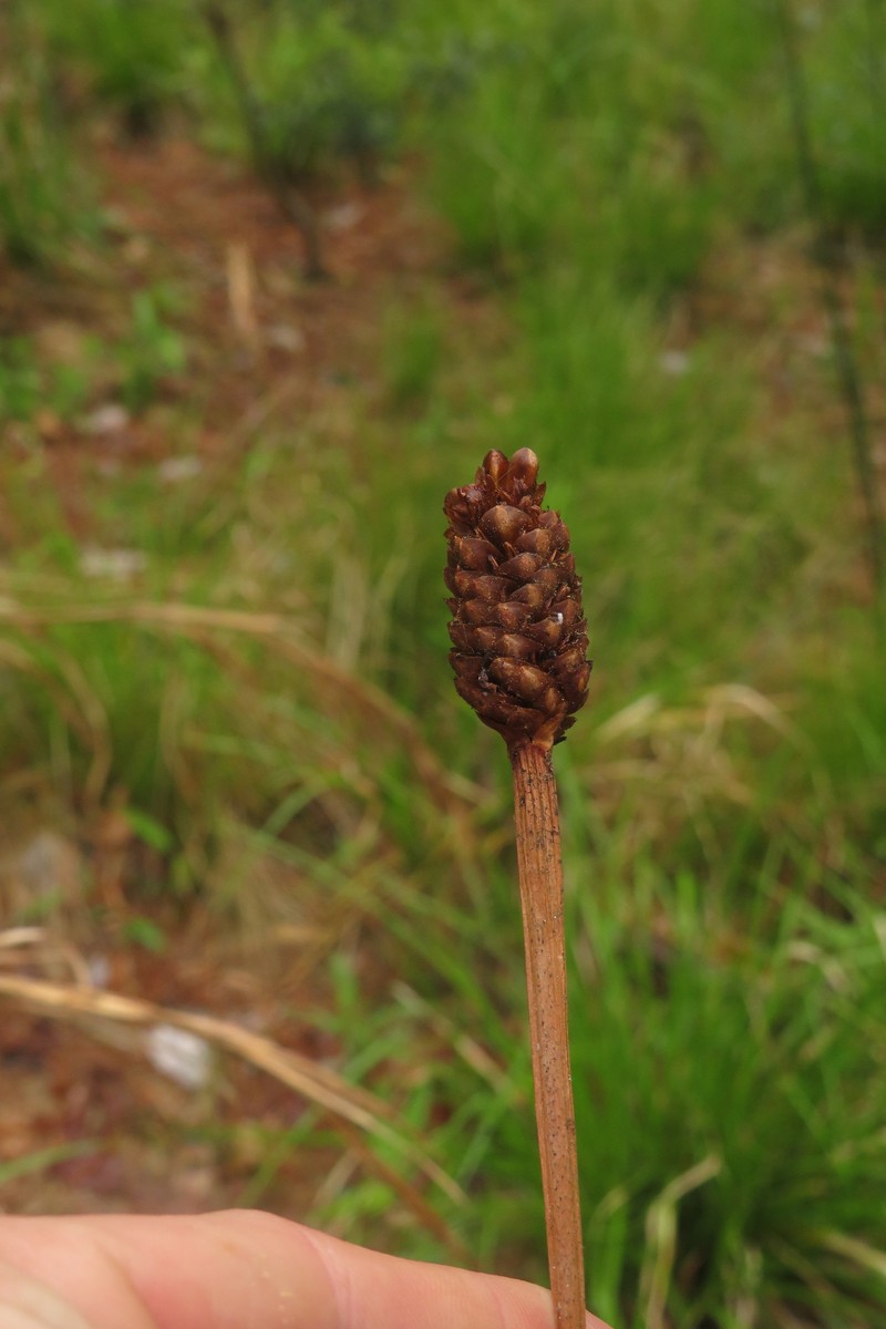 Xyris laxifolia var. iridifolia photo 2
