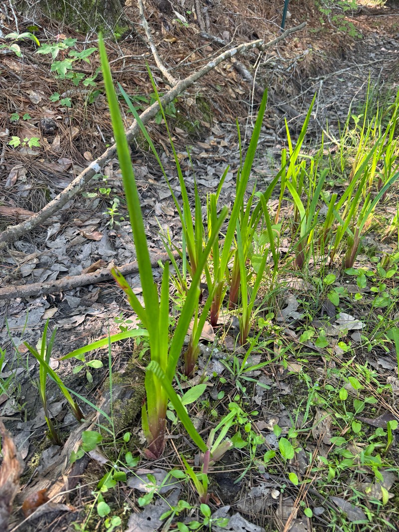 Xyris laxifolia var. iridifolia photo 3