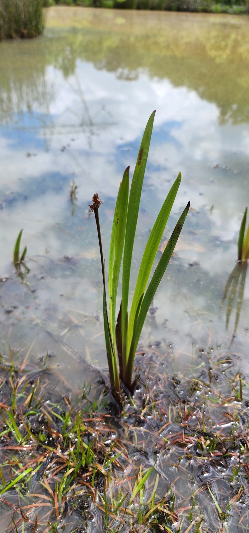 Xyris laxifolia var. iridifolia photo 4