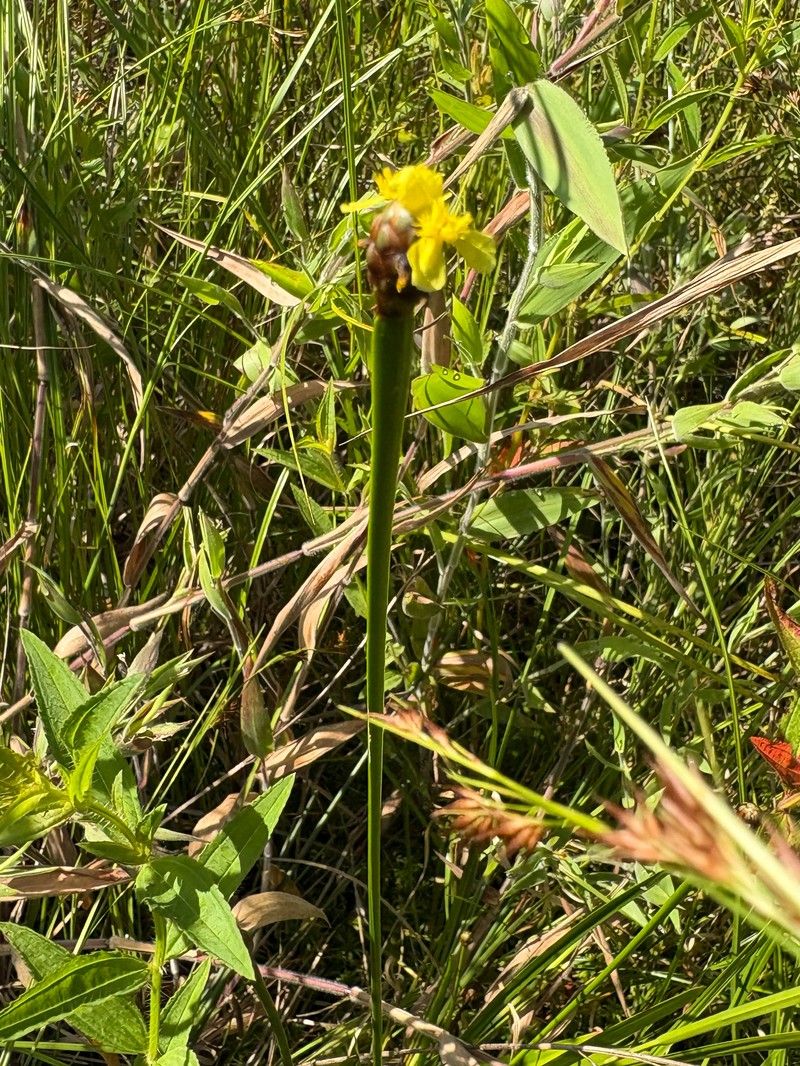 Xyris laxifolia var. iridifolia photo 5