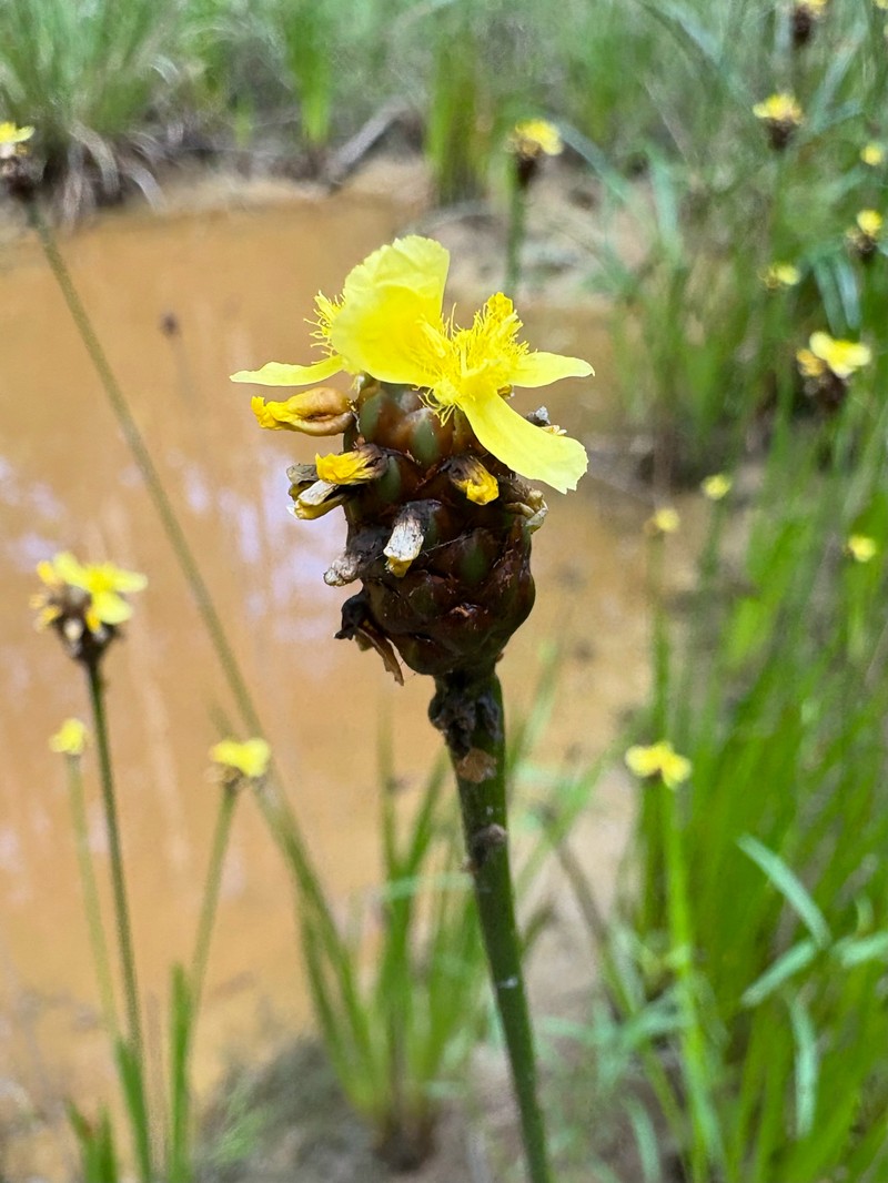 Xyris laxifolia var. iridifolia photo 6