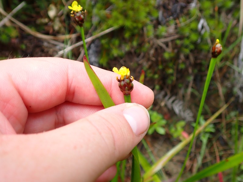 Xyris laxifolia var. iridifolia photo 8