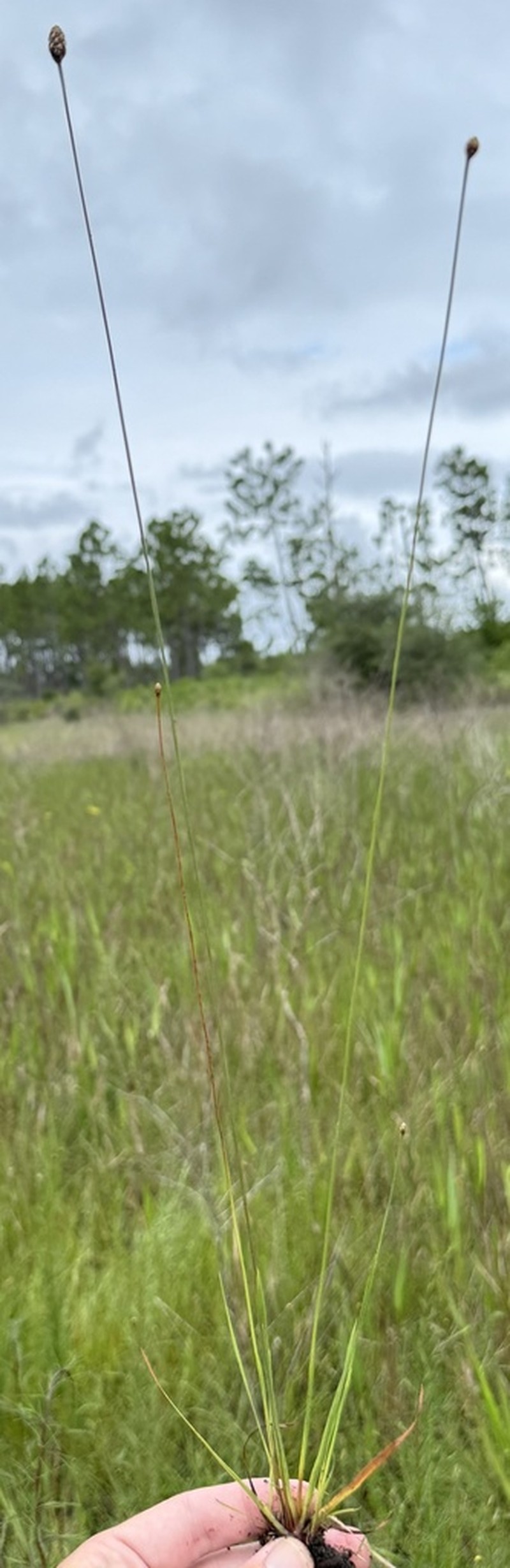 Kral's Yelloweyed Grass