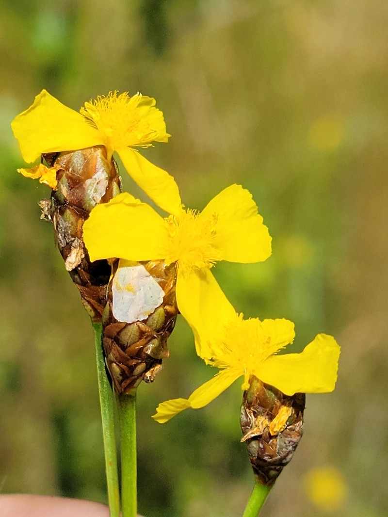 Kral's Yelloweyed Grass photo 3