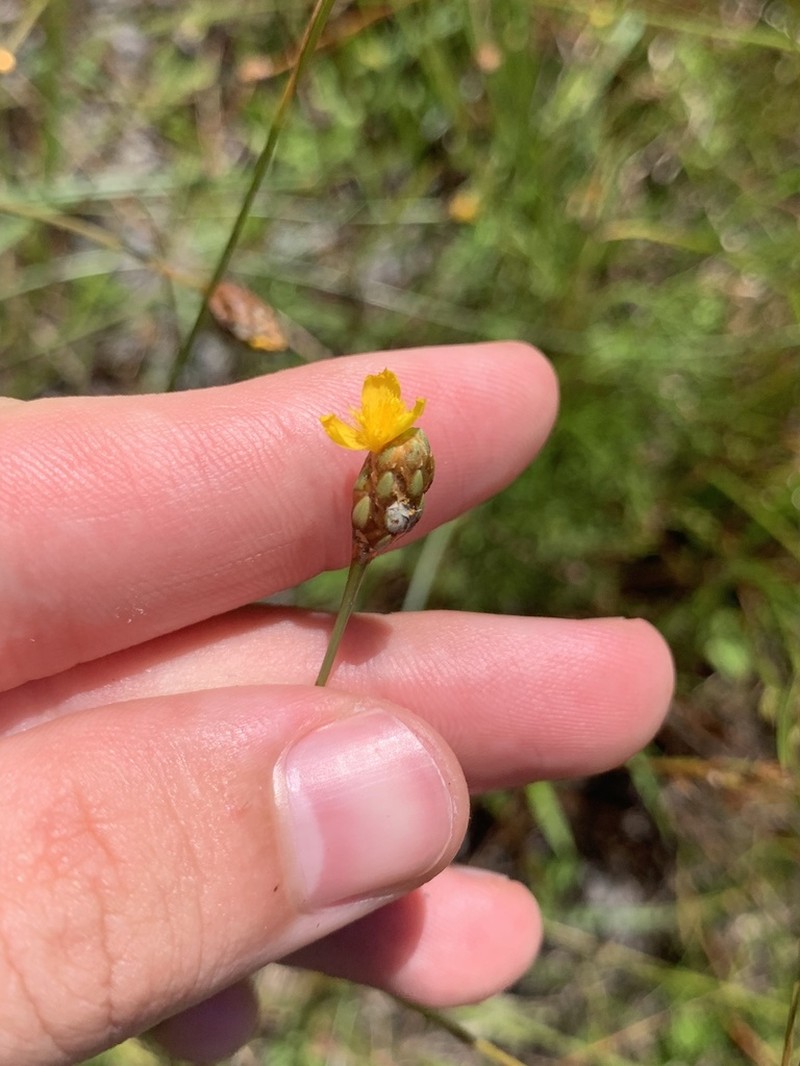 Kral's Yelloweyed Grass photo 5