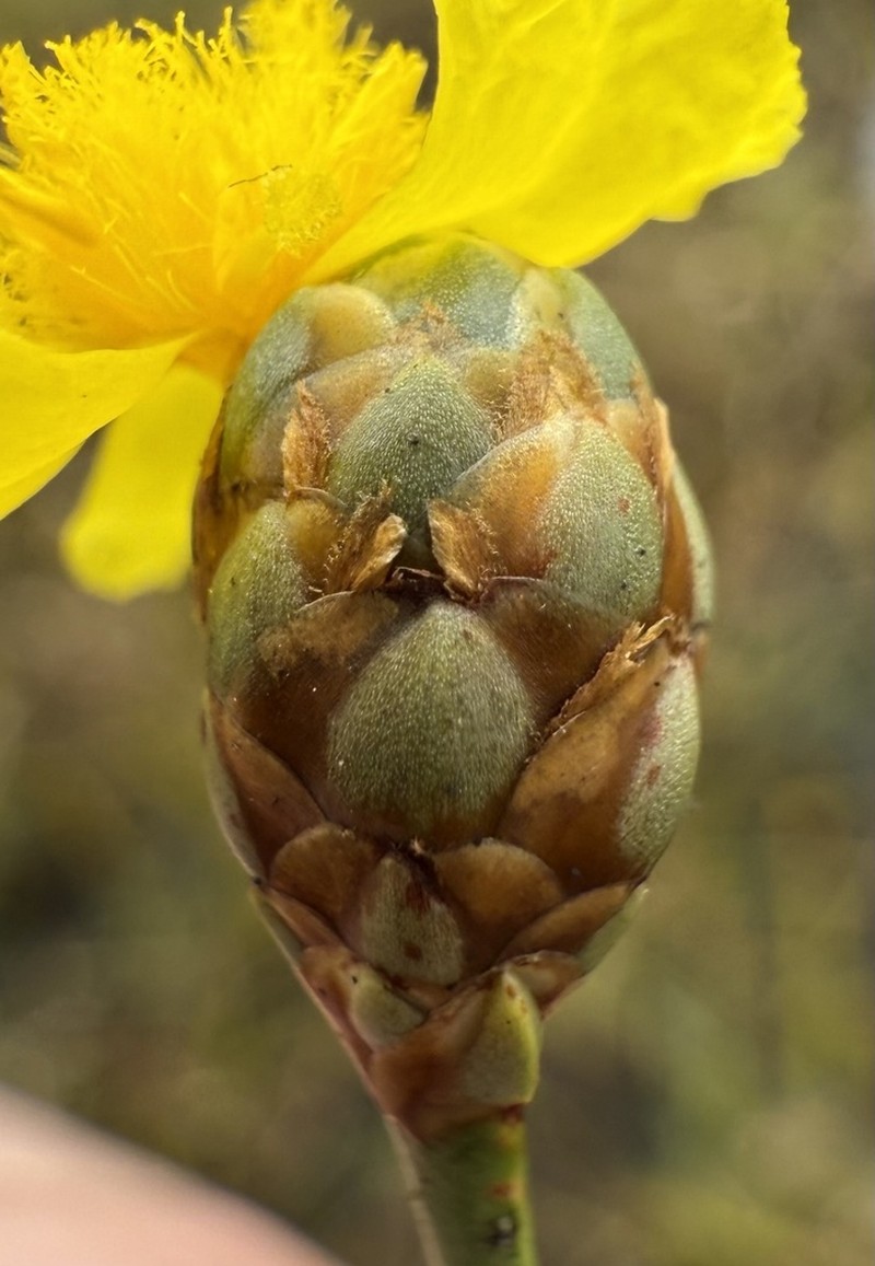 Kral's Yelloweyed Grass photo 7