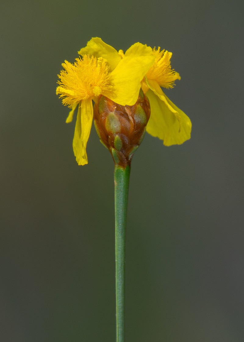 Kral's Yelloweyed Grass photo 8