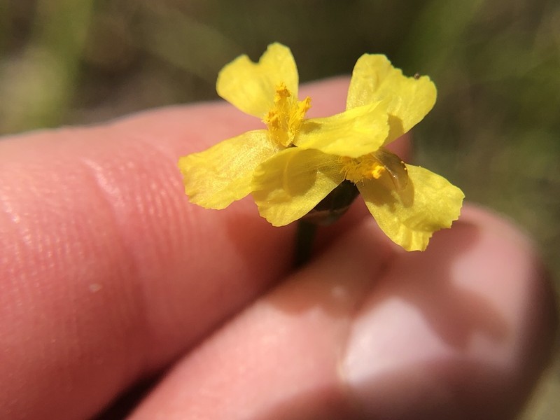 Louisiana Yelloweyed Grass