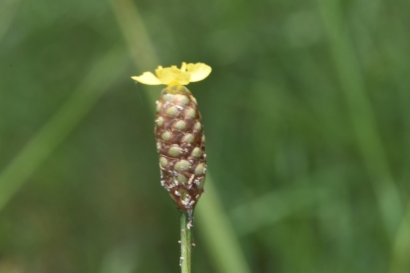 Louisiana Yelloweyed Grass photo 2
