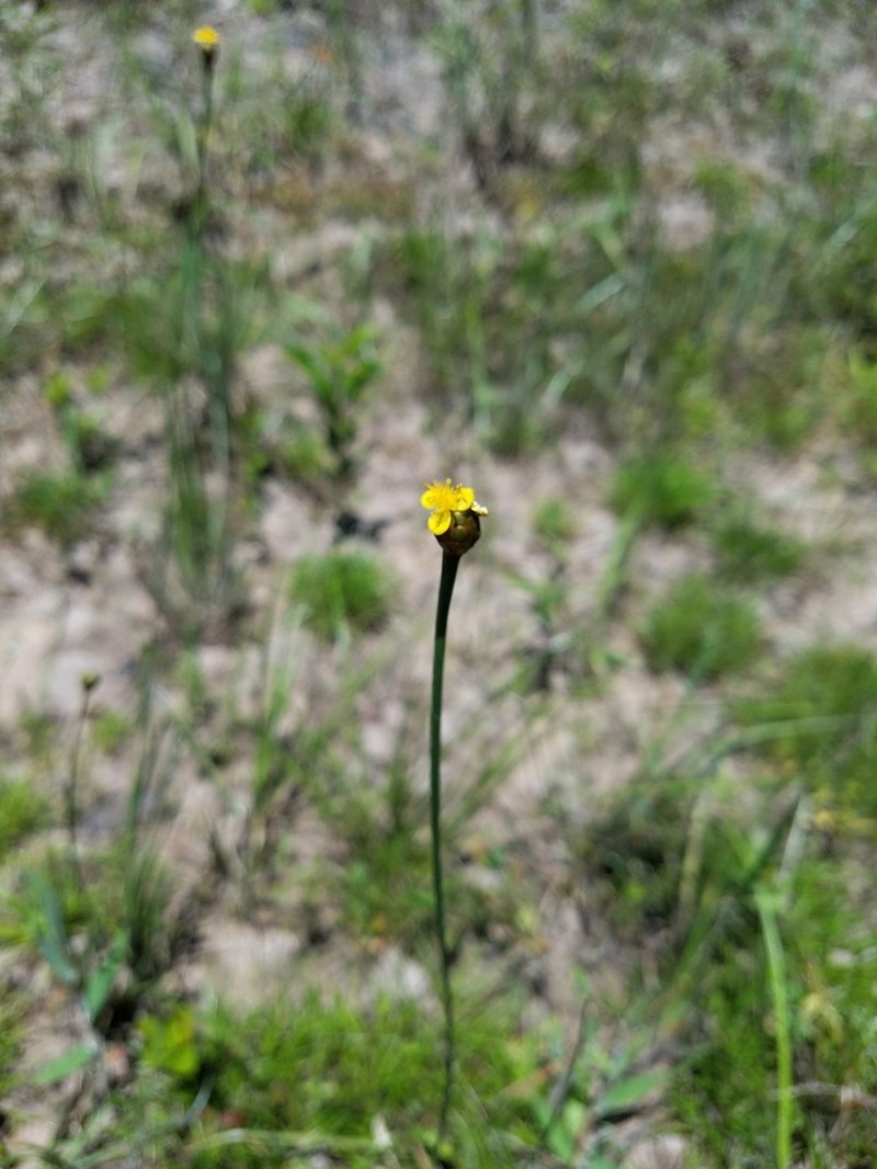 Louisiana Yelloweyed Grass photo 3