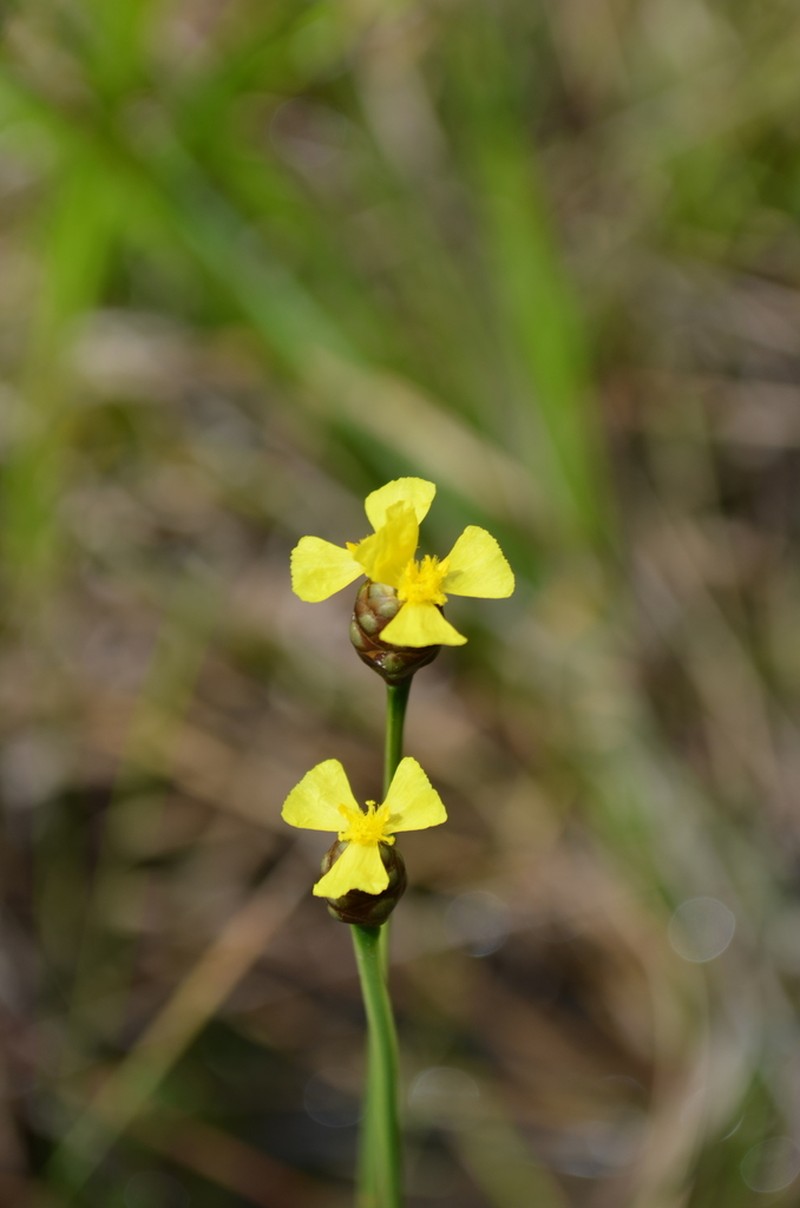 Louisiana Yelloweyed Grass photo 4
