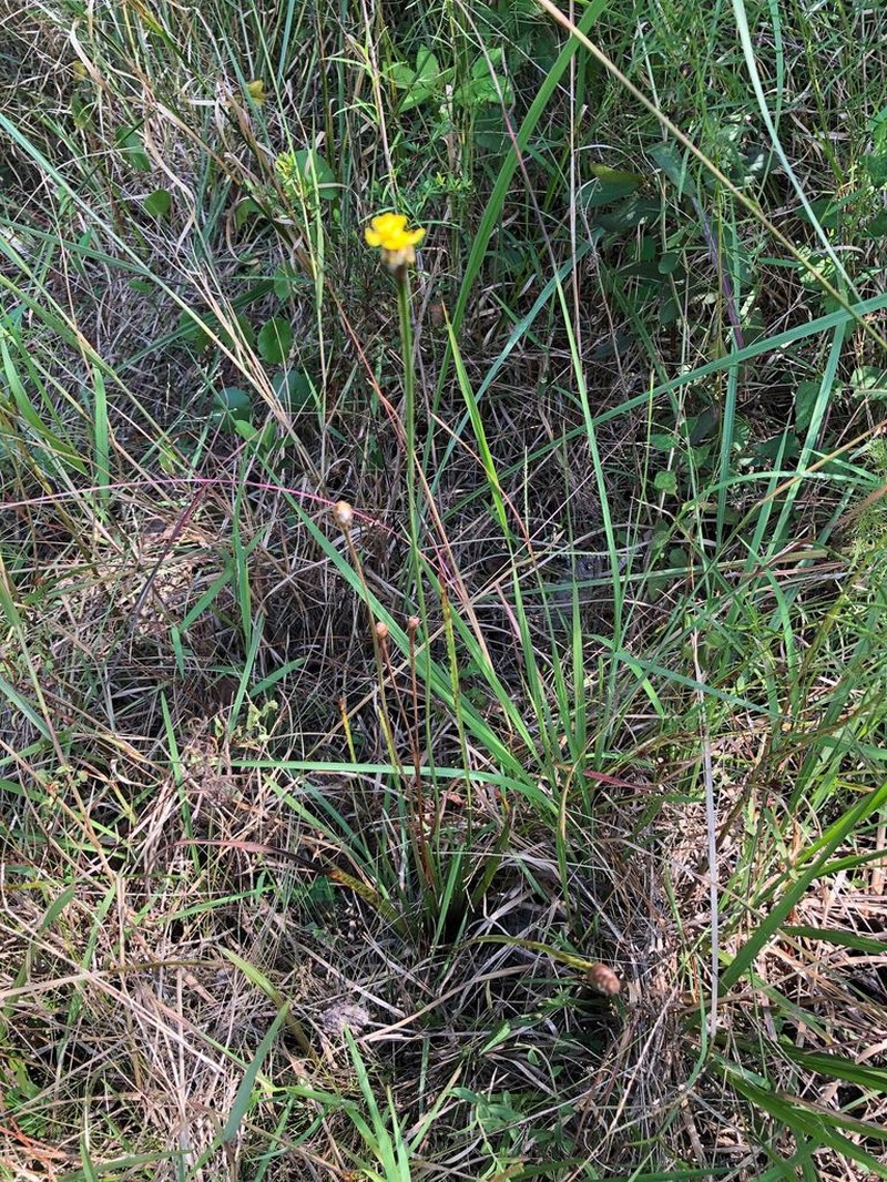 Louisiana Yelloweyed Grass photo 5