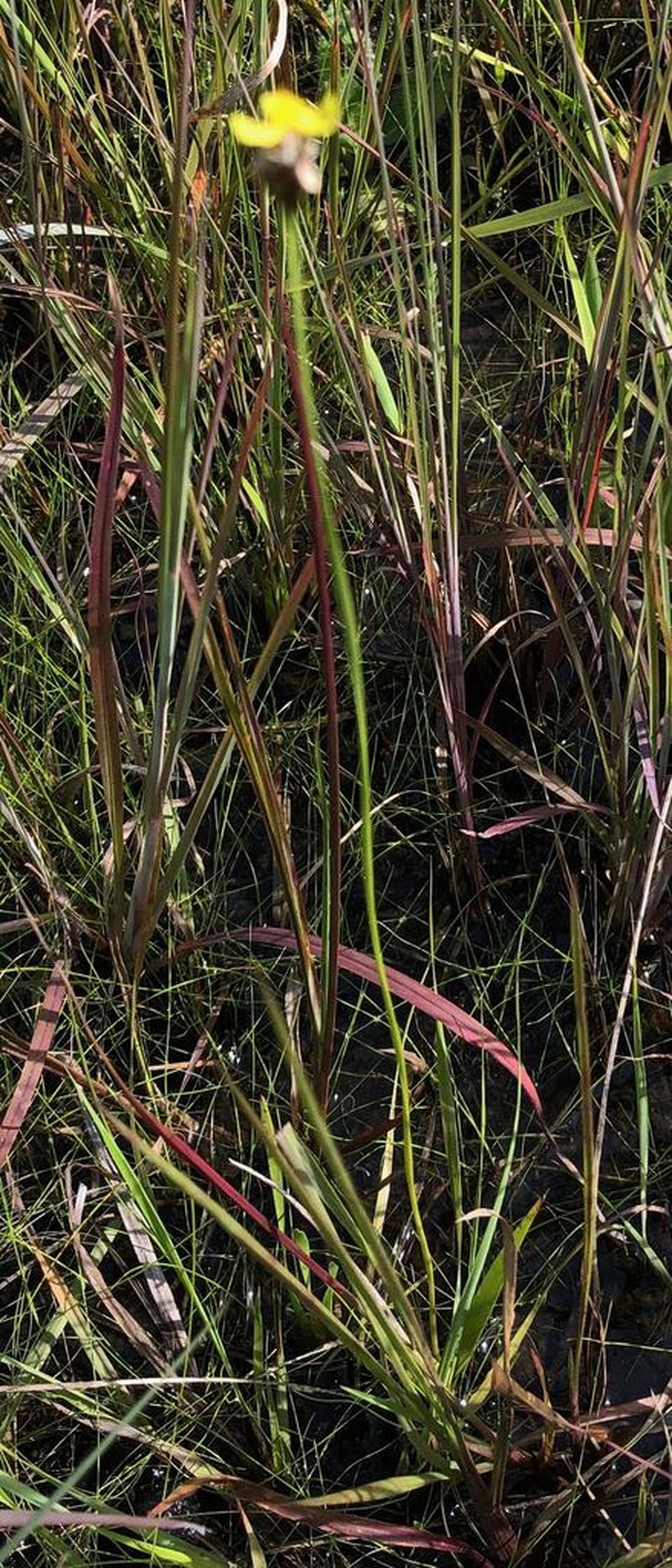 Louisiana Yelloweyed Grass photo 8