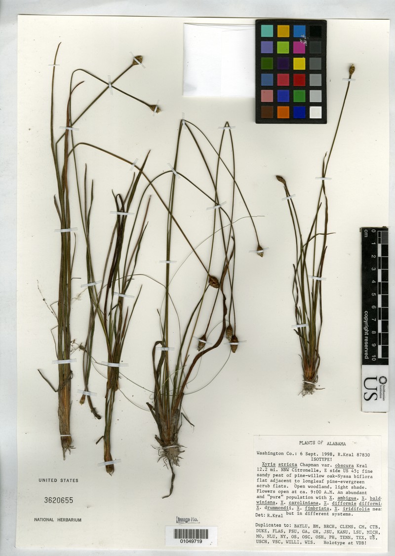 Louisiana Yelloweyed Grass