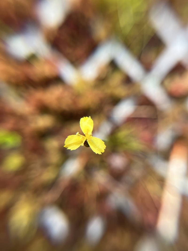 Northern Yelloweyed Grass photo 2