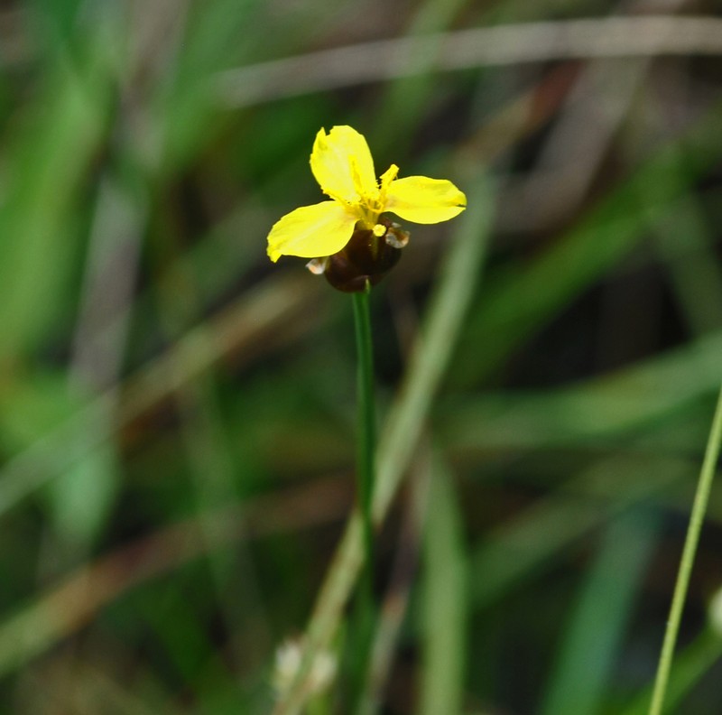 Northern Yelloweyed Grass photo 3