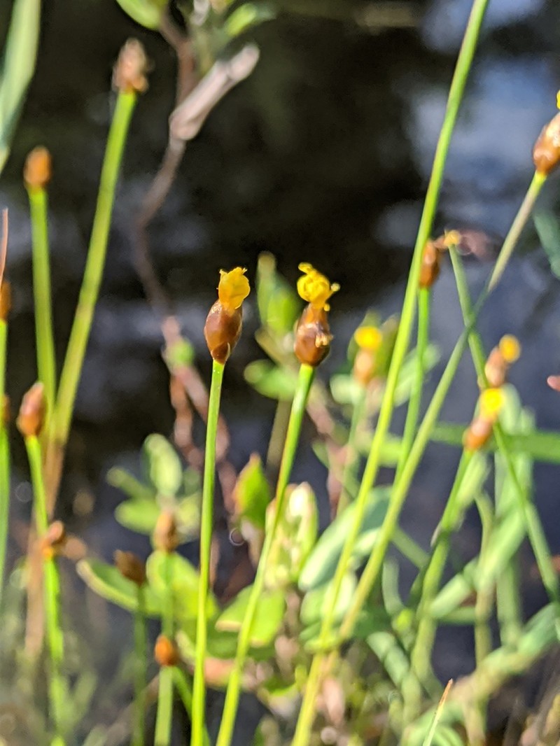 Northern Yelloweyed Grass photo 4