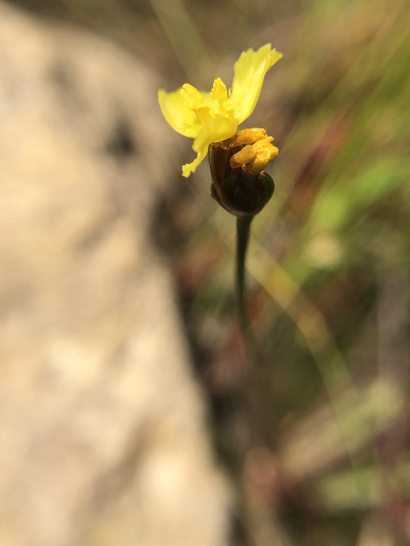 Northern Yelloweyed Grass photo 6